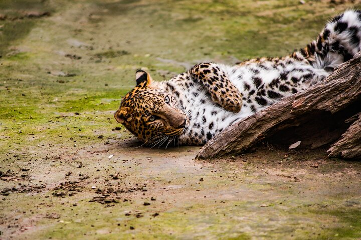 Yala National park Safari PRIVATE Tours (ALL INCLUDING) 3-Session - Photo 1 of 15